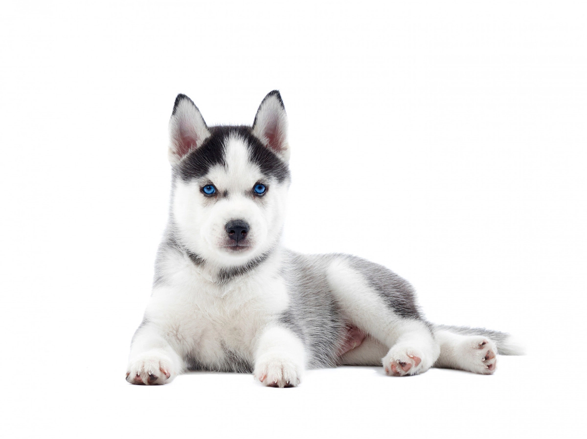 yavru husky