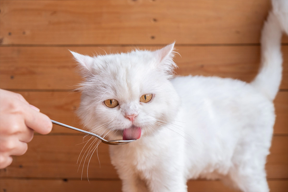 White-furred cat licking a spoon