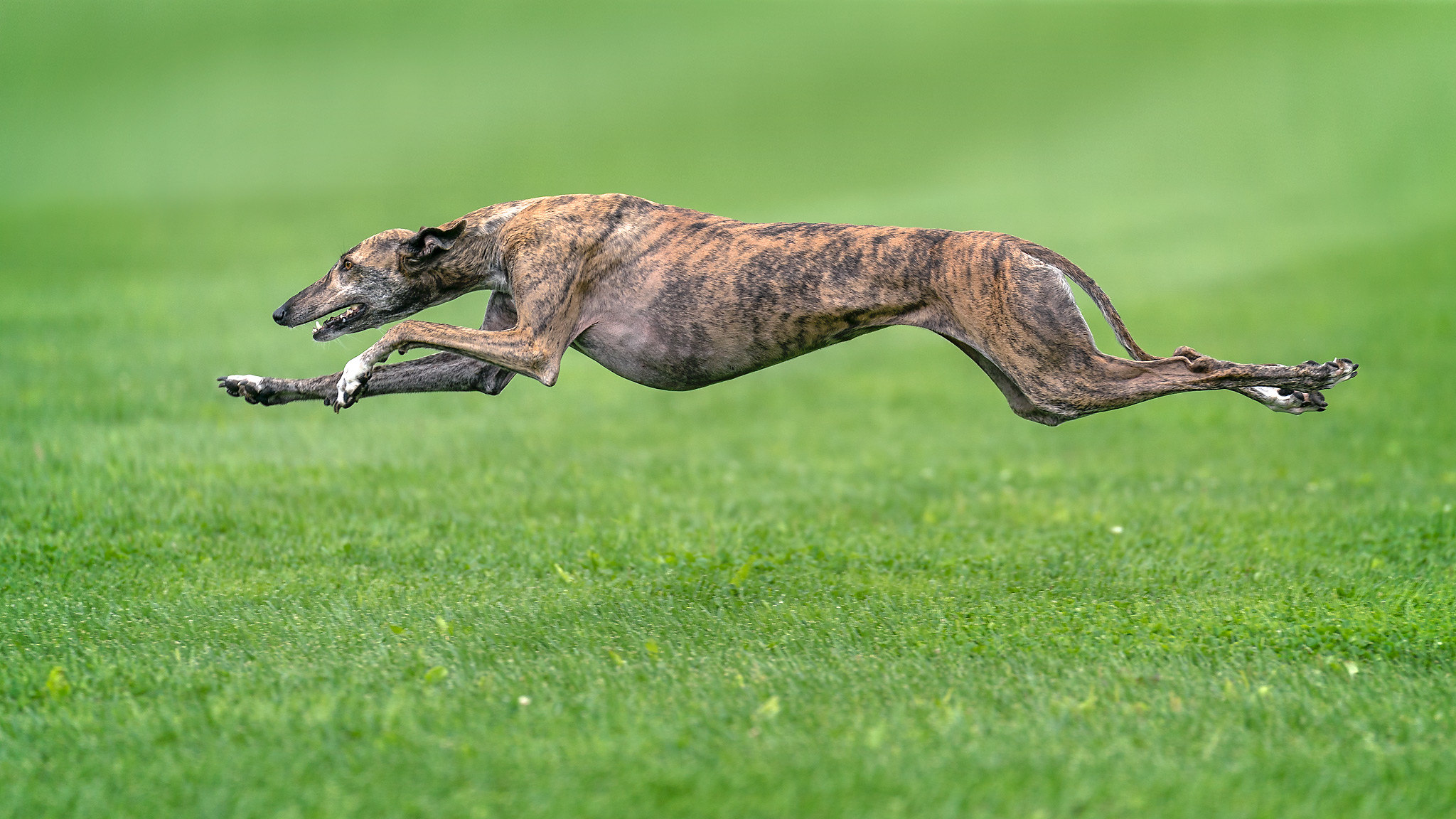 Greyhound breed