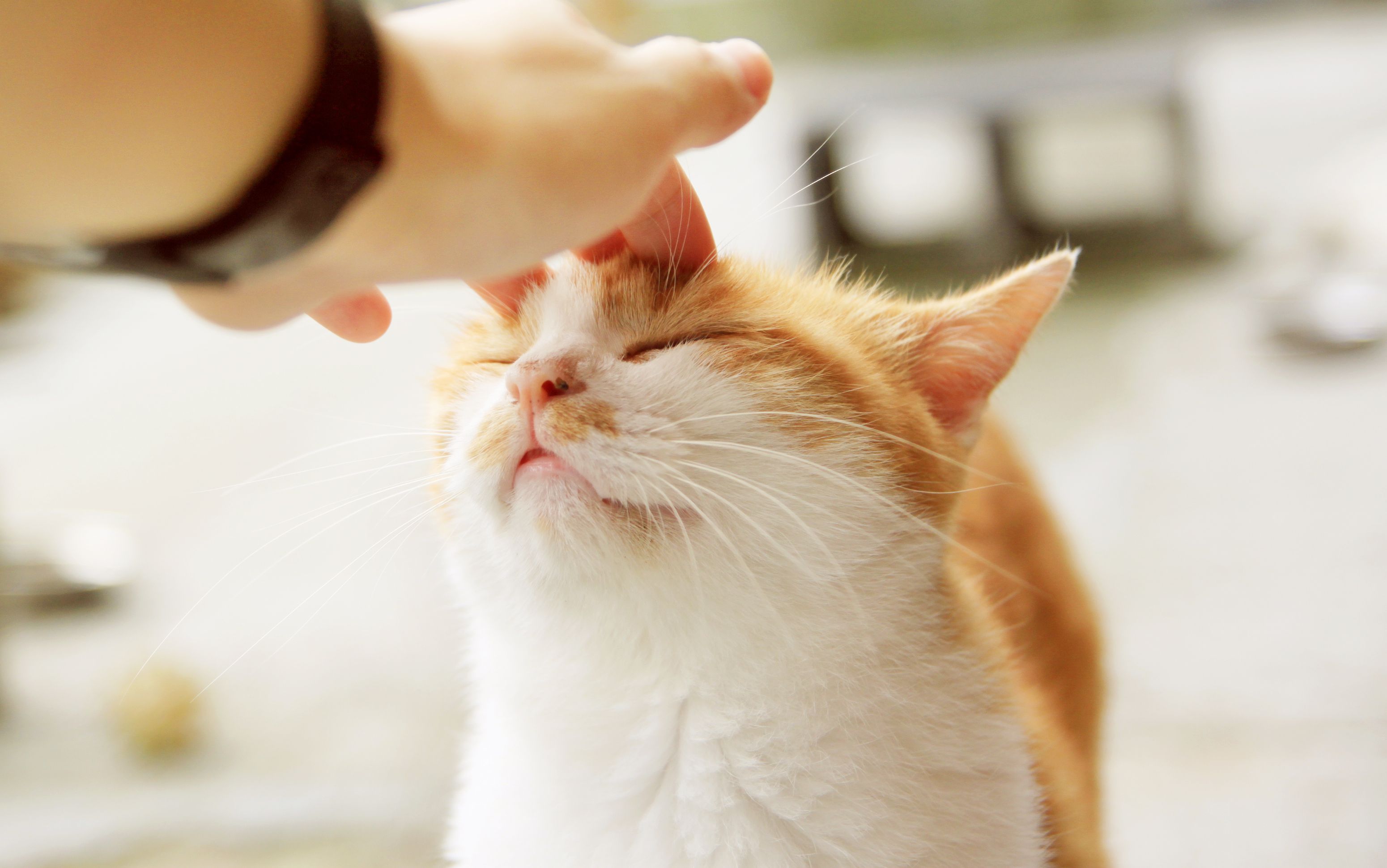 Yellow and white cat being petted