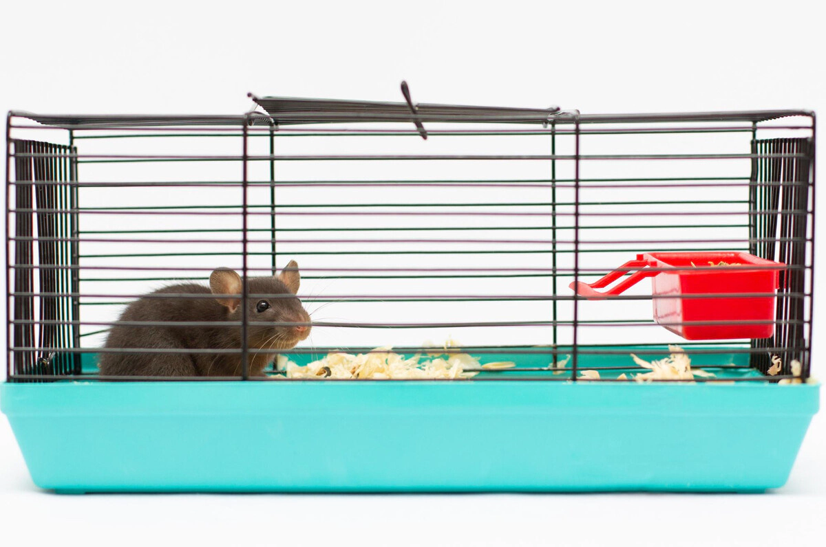 Hamster with dark gray fur standing in its cage