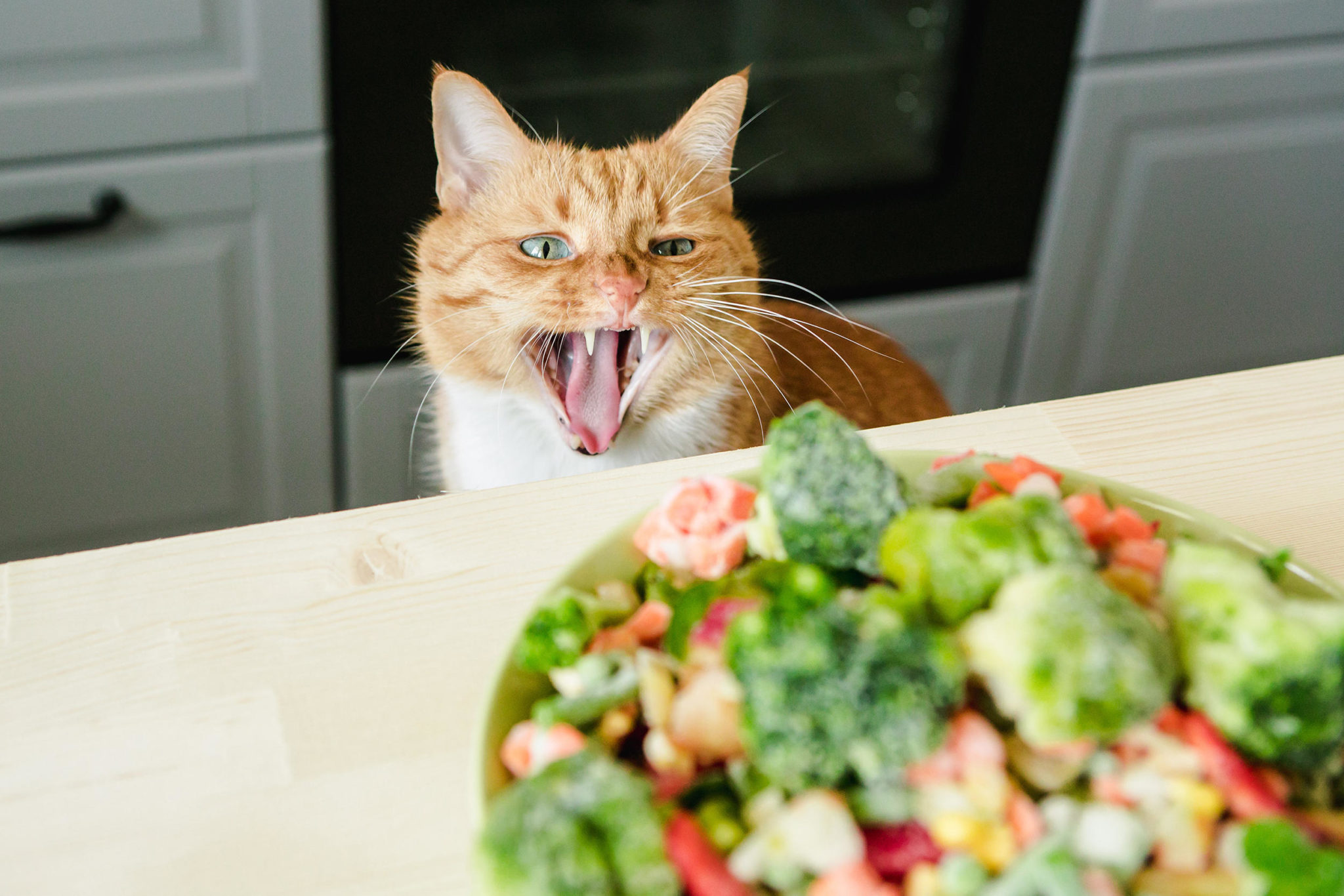 Cat looking at vegetables