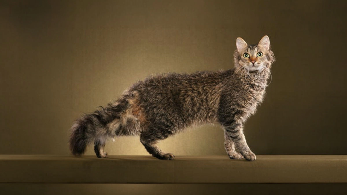 Curly-haired cat given a side view
