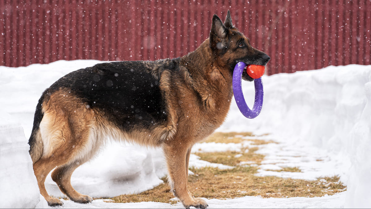 German Shepherd standing with a training toy in its mouth