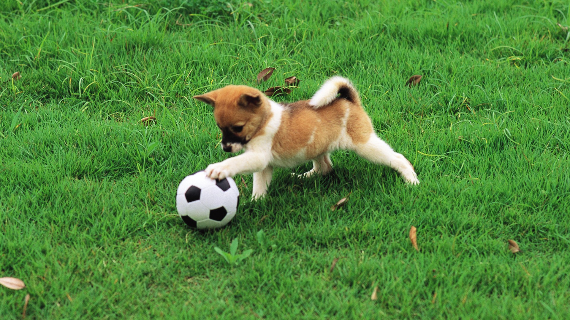 Puppy playing with a ball in the grass
