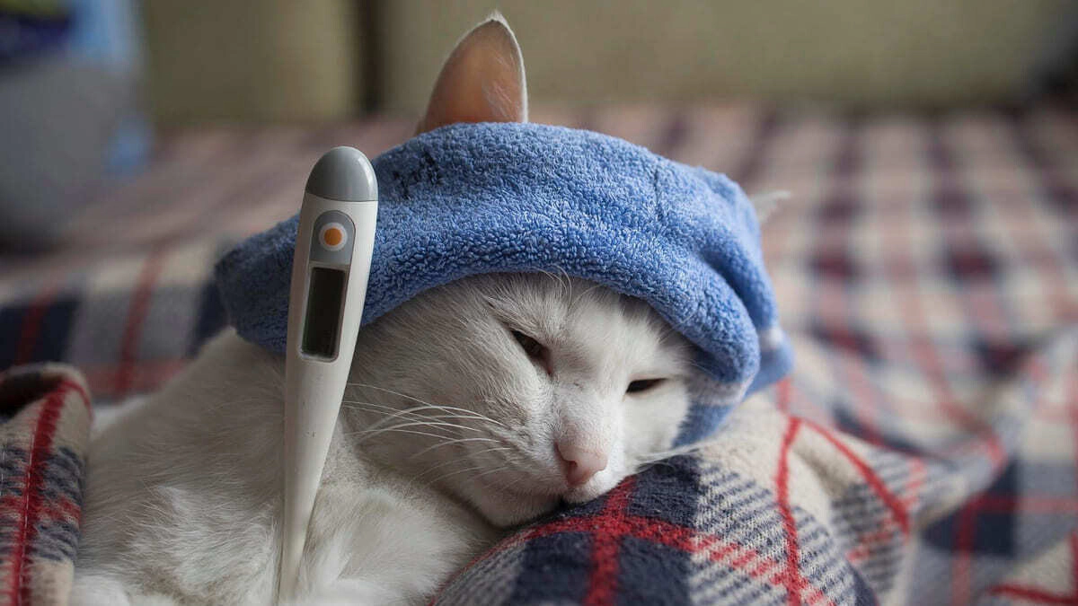 How Do I Know If My Cat Has a Fever? Fever Reduction Methods
