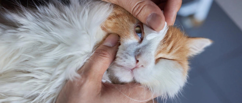 White Coating in Cats' Eyes: Causes, Symptoms, and Treatment