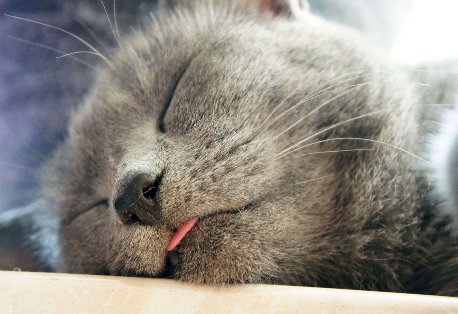 cat with tongue sticking out