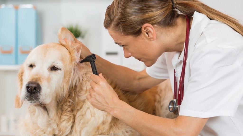Veterinarian examining a dog's ears