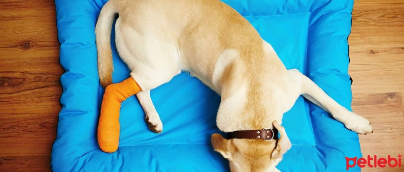 Bone Fractures in Dogs