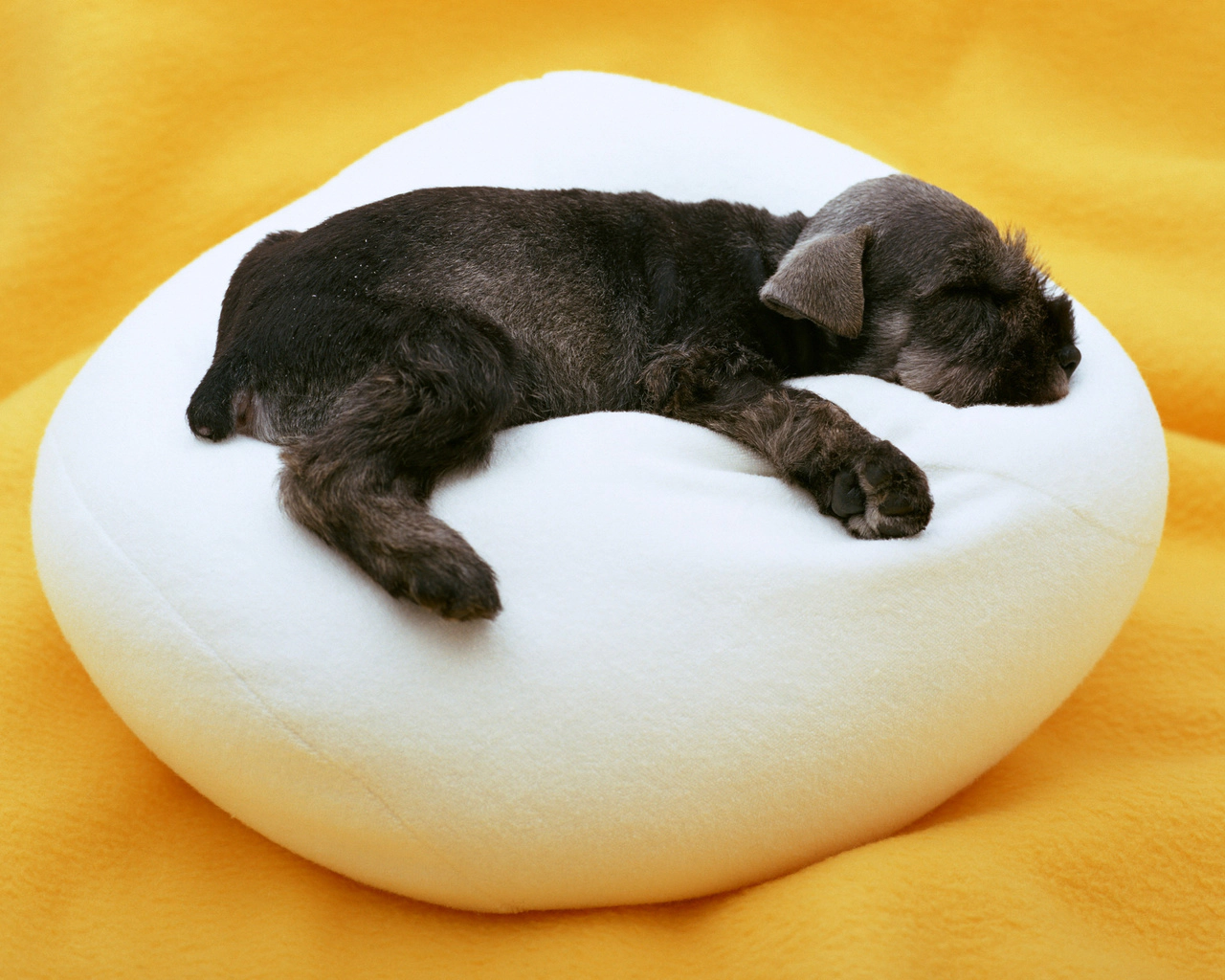 Dog sleeping on a cushion