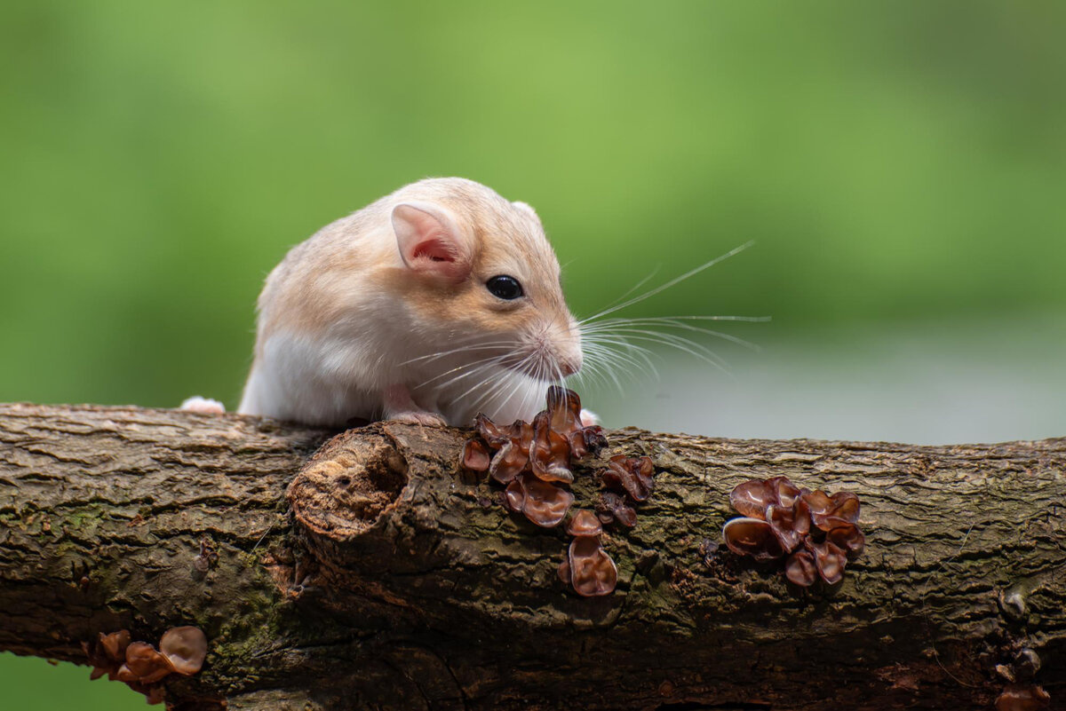 Hamster standing on a tree branch
