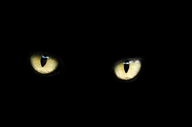 A black cat with green eyes