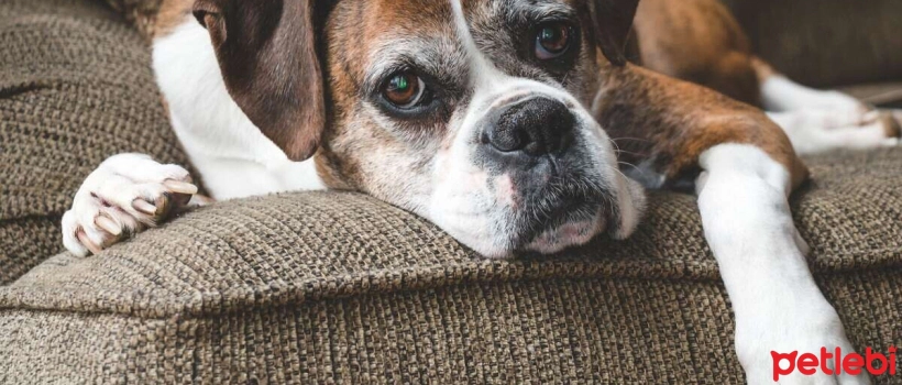 Signs of Aging in Dogs
