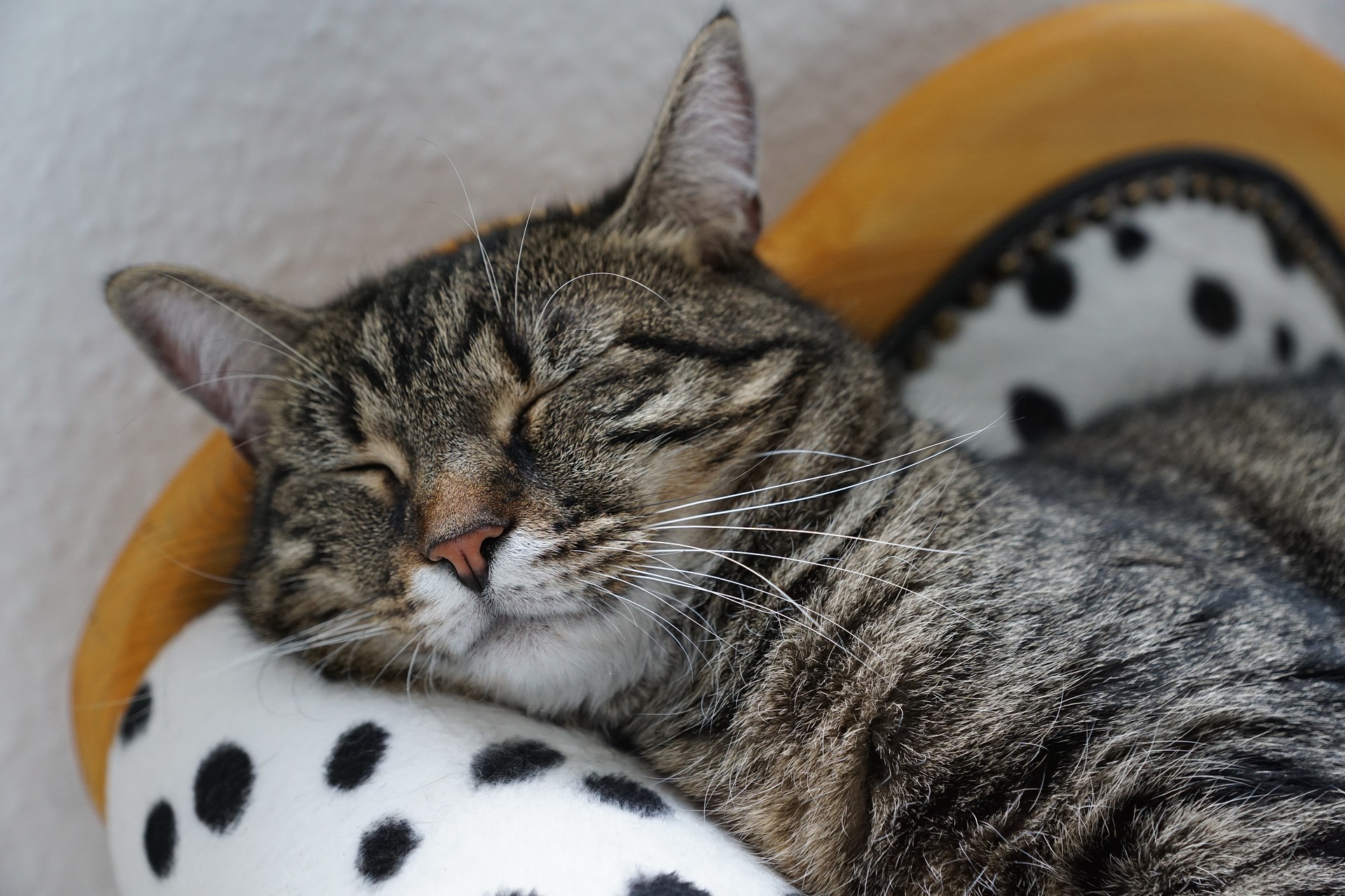 sleeping cat
