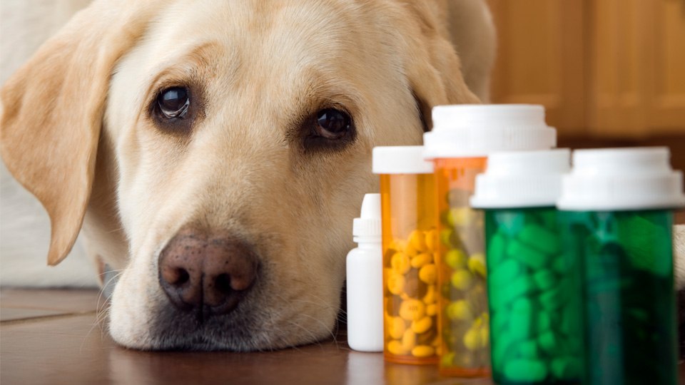 Sad-faced dog lying next to medicines