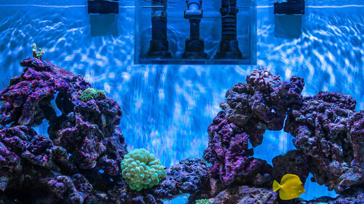 What are Aquarium Filter Materials? In What Order are They Used?