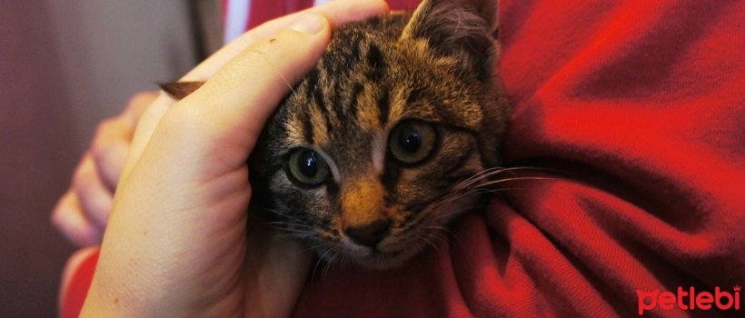 How to Intervene with Animals During an Earthquake?