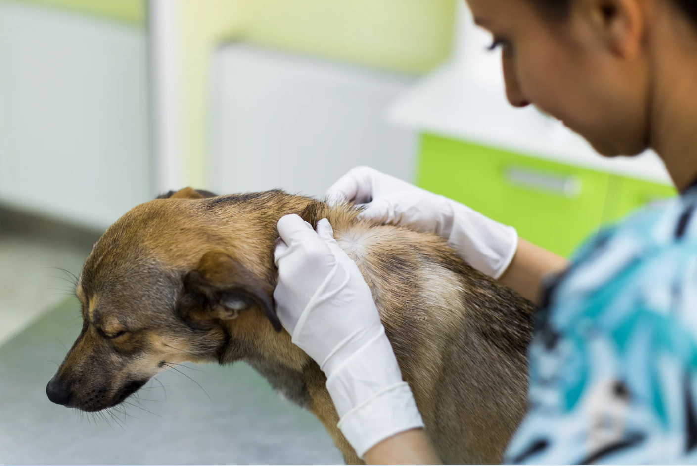 Dog under veterinary supervision