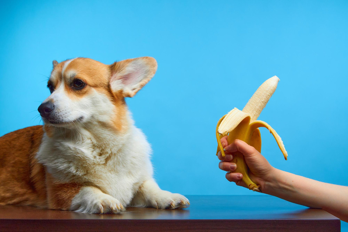 Dog turning its face towards a banana