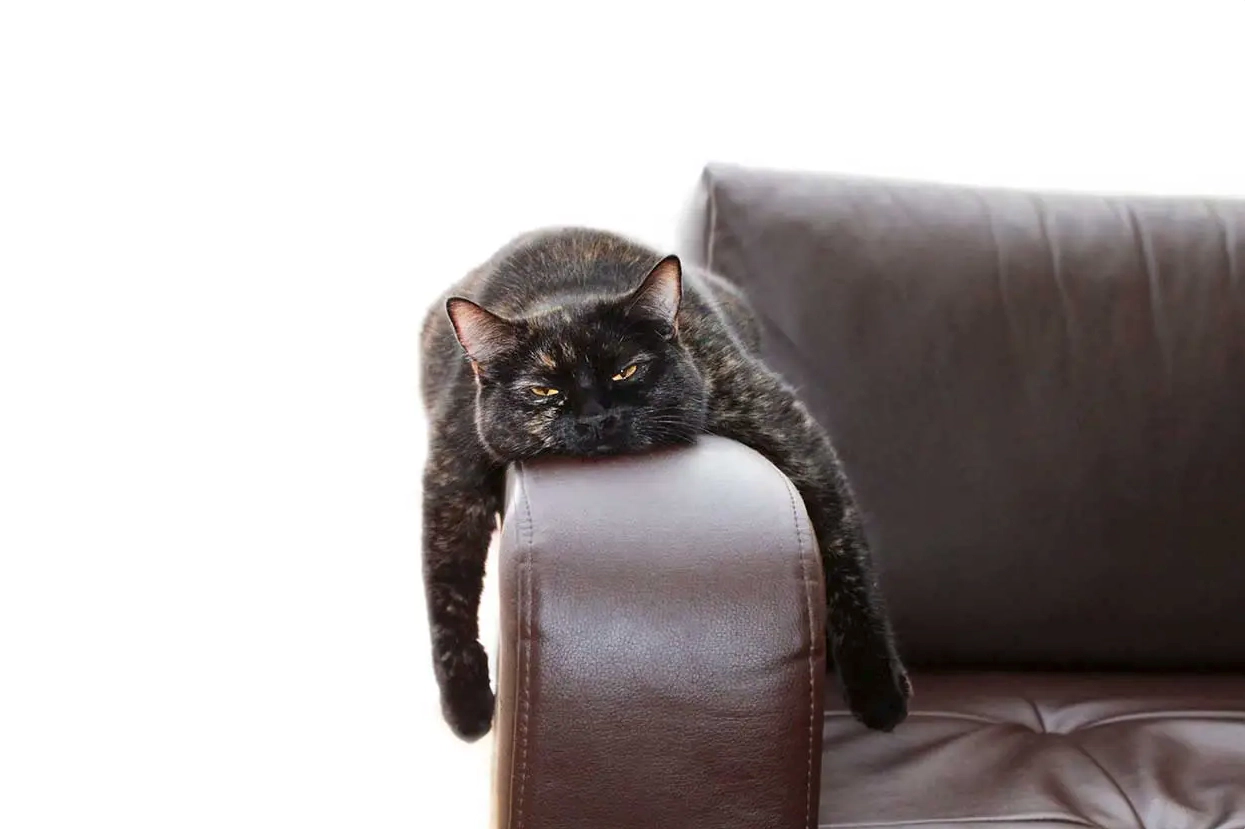 Cat lying on the armrest of a chair