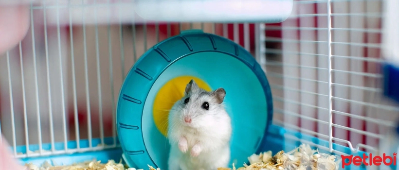 What Should a Hamster Cage Be Like?