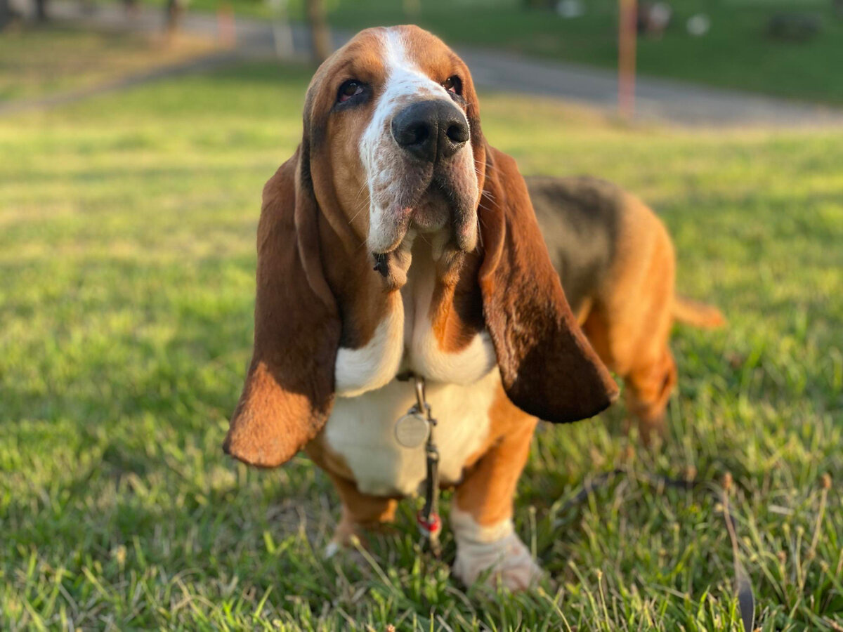 Basset Pound Standing on the Grass