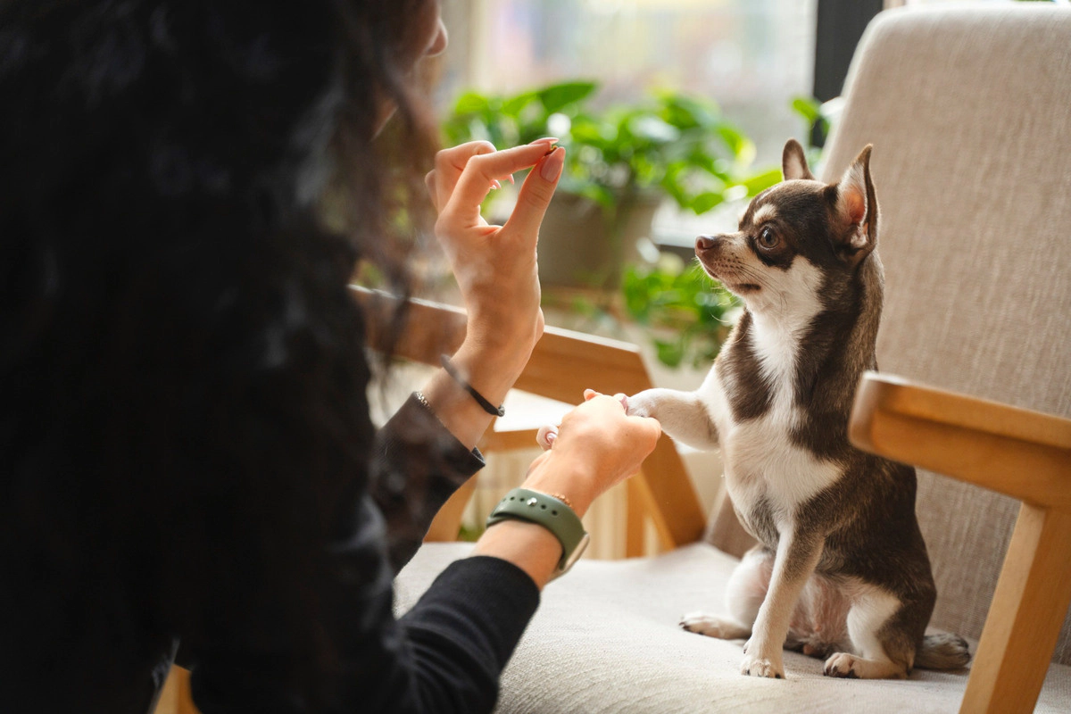 Small breed dog sitting on the sofa with its paw extended