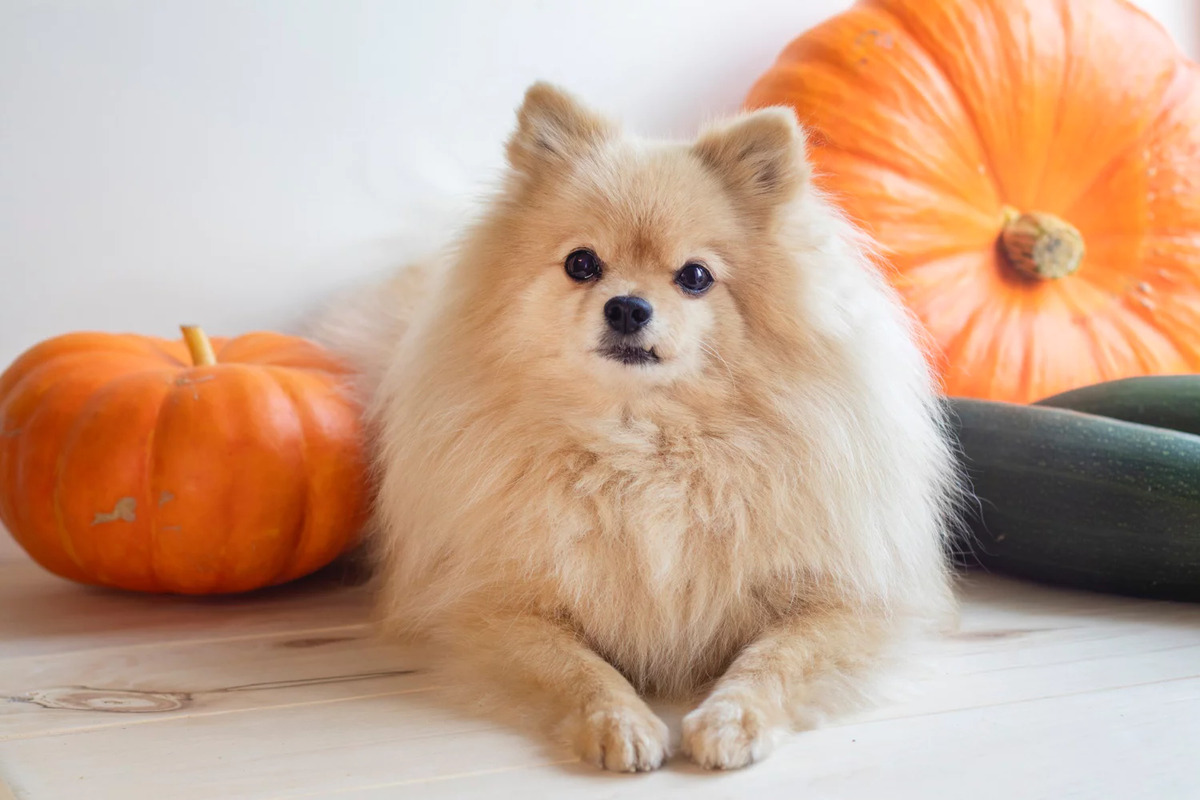 Pomeranian Boo dog standing in front of pumpkins