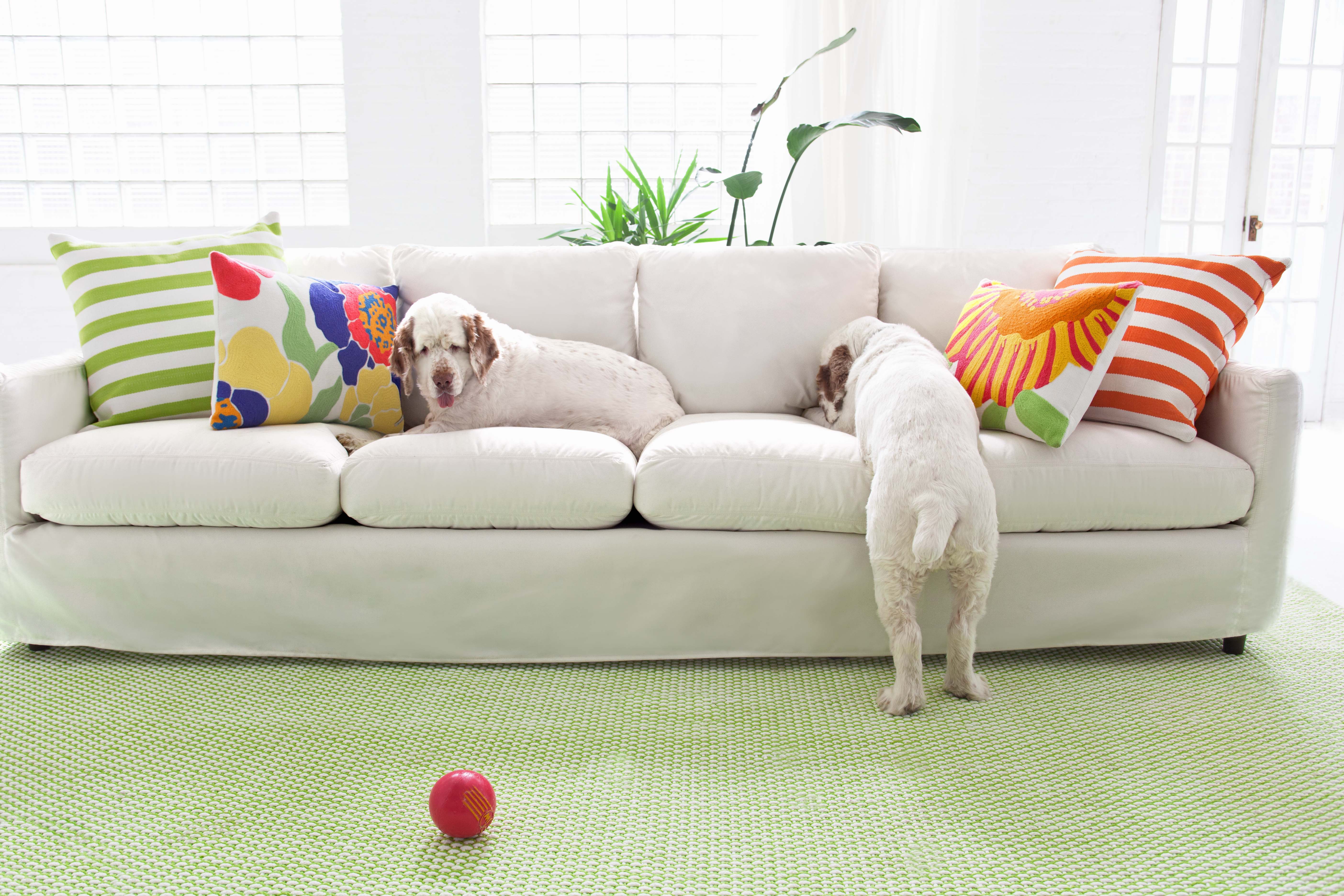 Two dogs playing treasure hunt
