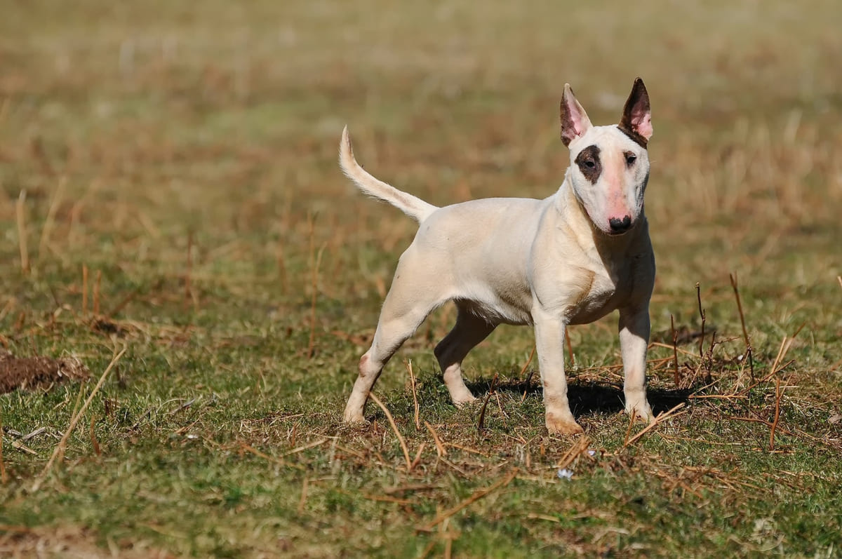 An attentive Bull Terrier