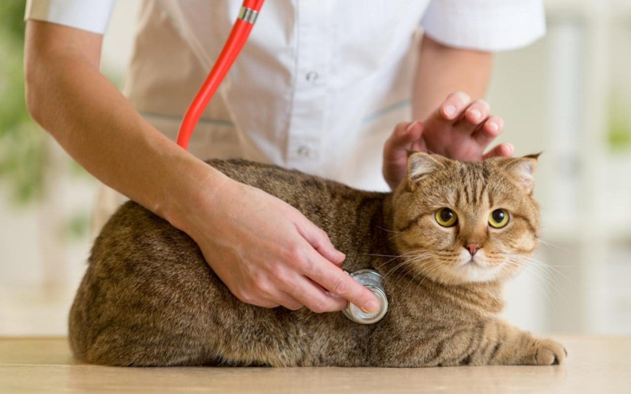 Tabby cat examined by the veterinarian