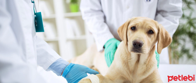 How to Make Life Easier for Dogs with Joint Problems?