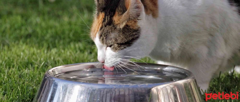How Should Cats' Food and Water Bowls Be Cleaned?