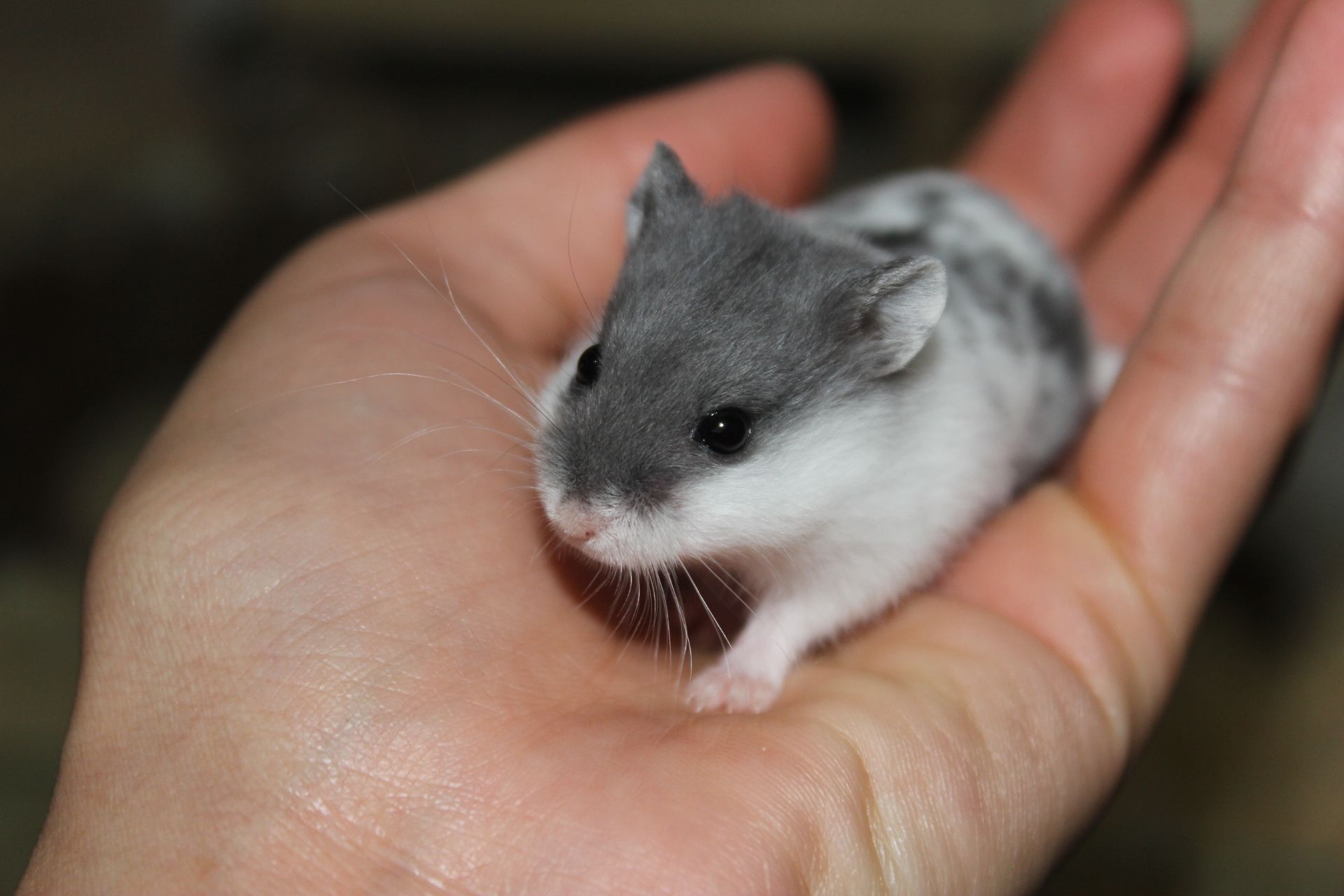 Hamster standing in the palm of your hand
