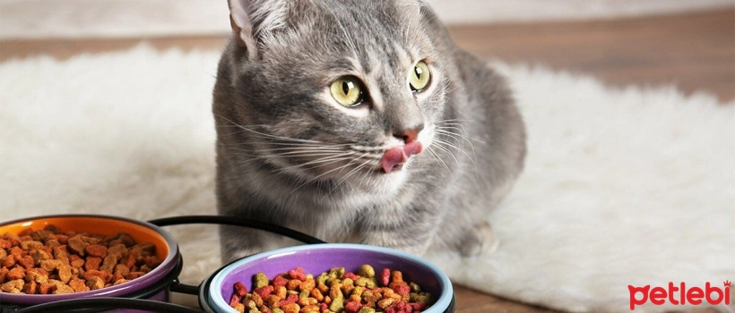 Signs That Need to Change Cat Food