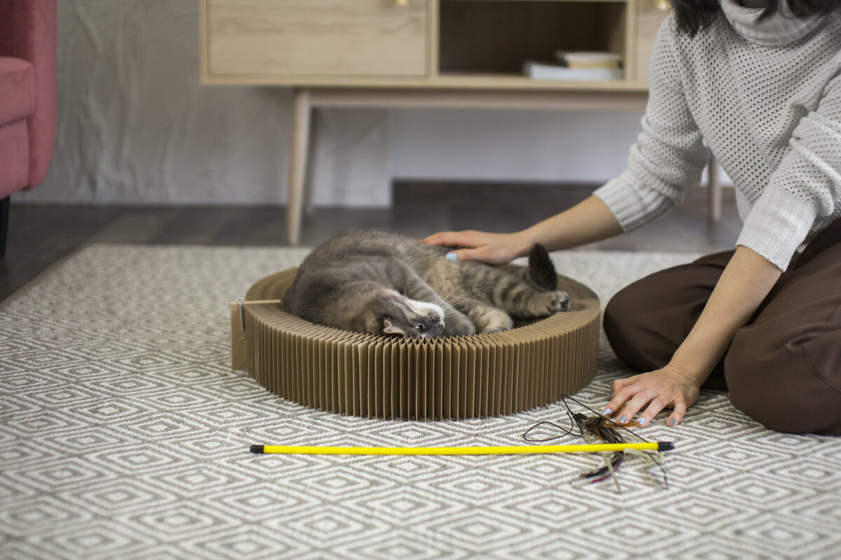 Cat using catnip and its relaxed state