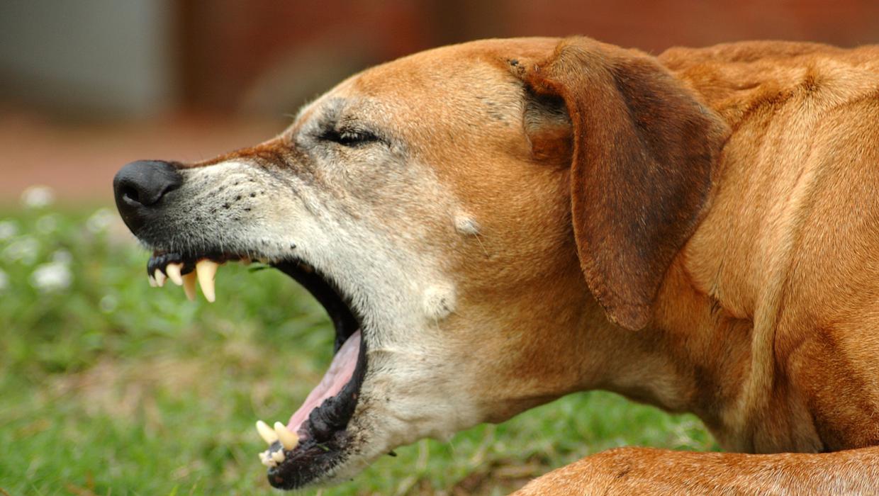 Coughing dog
