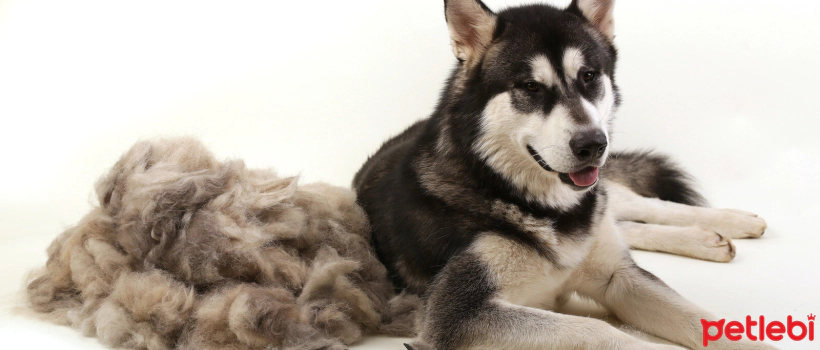 Why Do Dogs Shed Their Fur? What Helps?