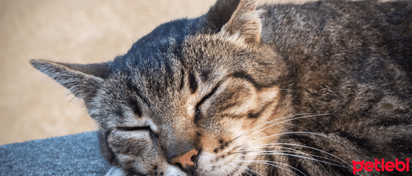 What to Do If Cats Drool?