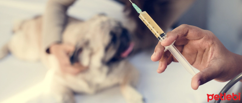 Vaccination Schedule for Puppies and Adult Dogs