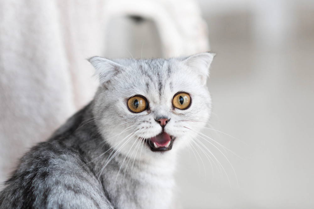 A light gray cat meowing with its mouth open