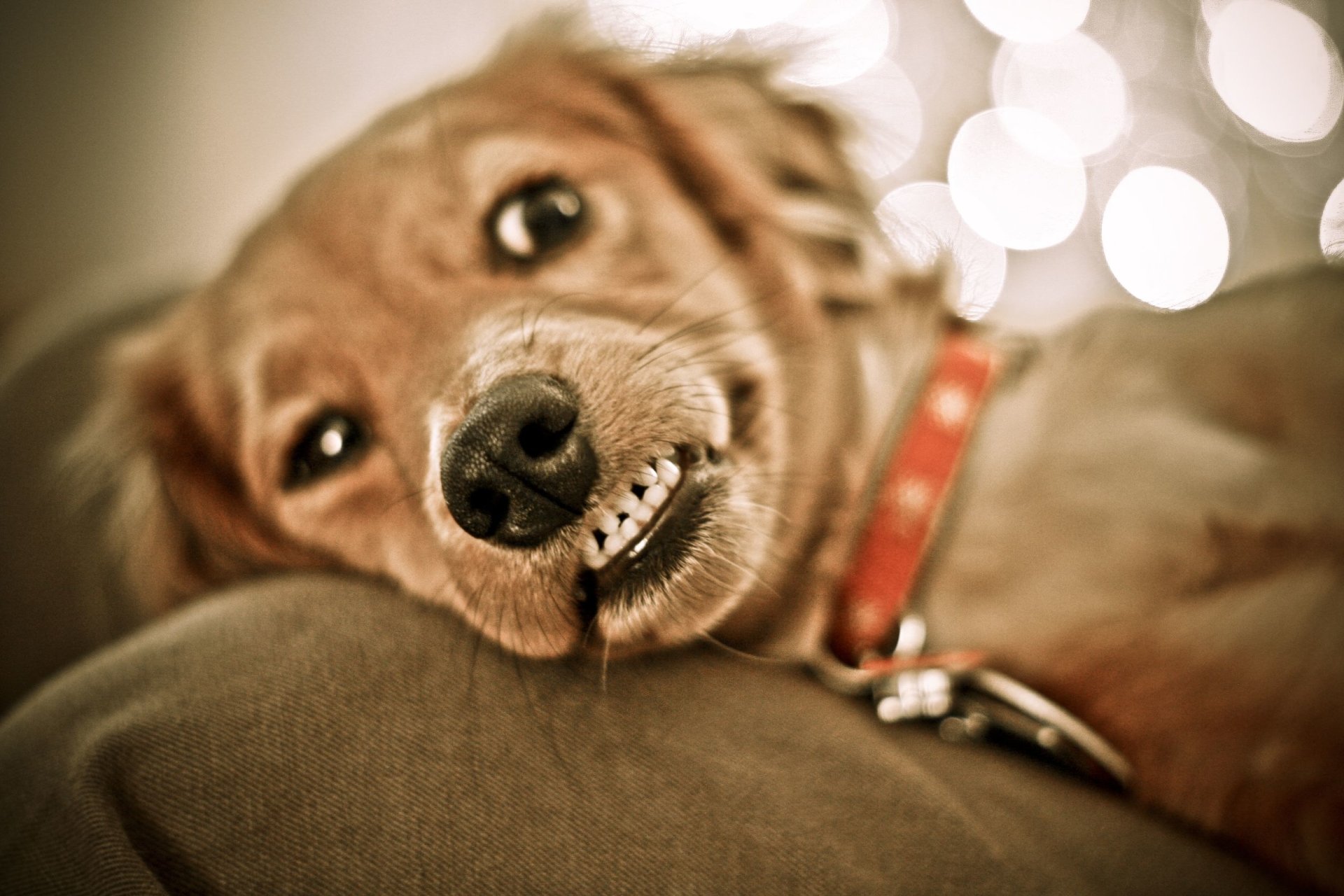 Dog showing its teeth
