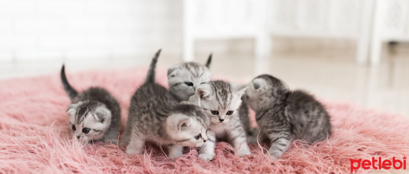 Kitten Training Tips