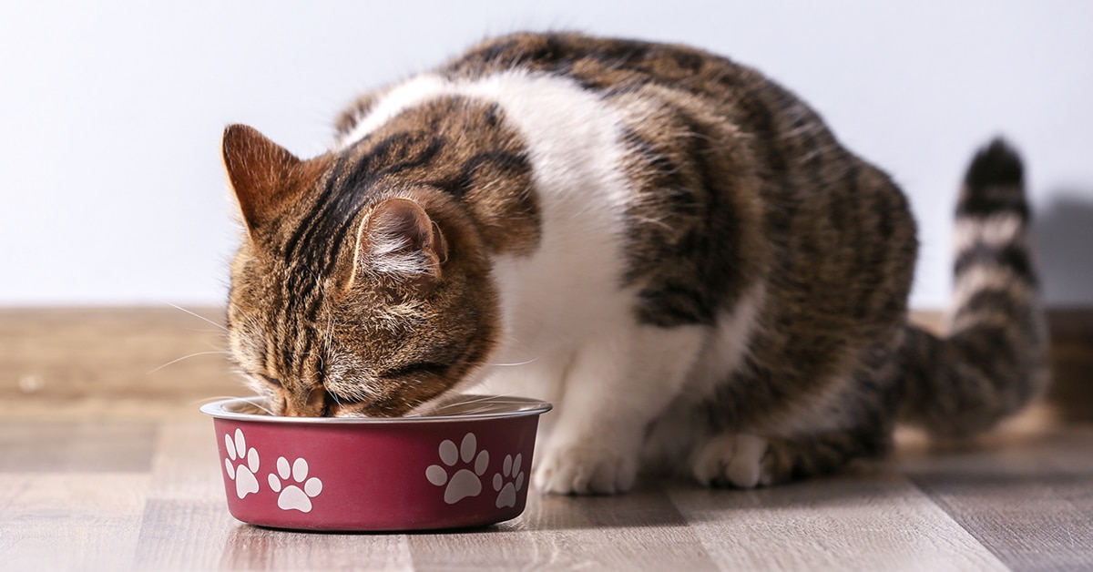 Pregnant cat eating food
