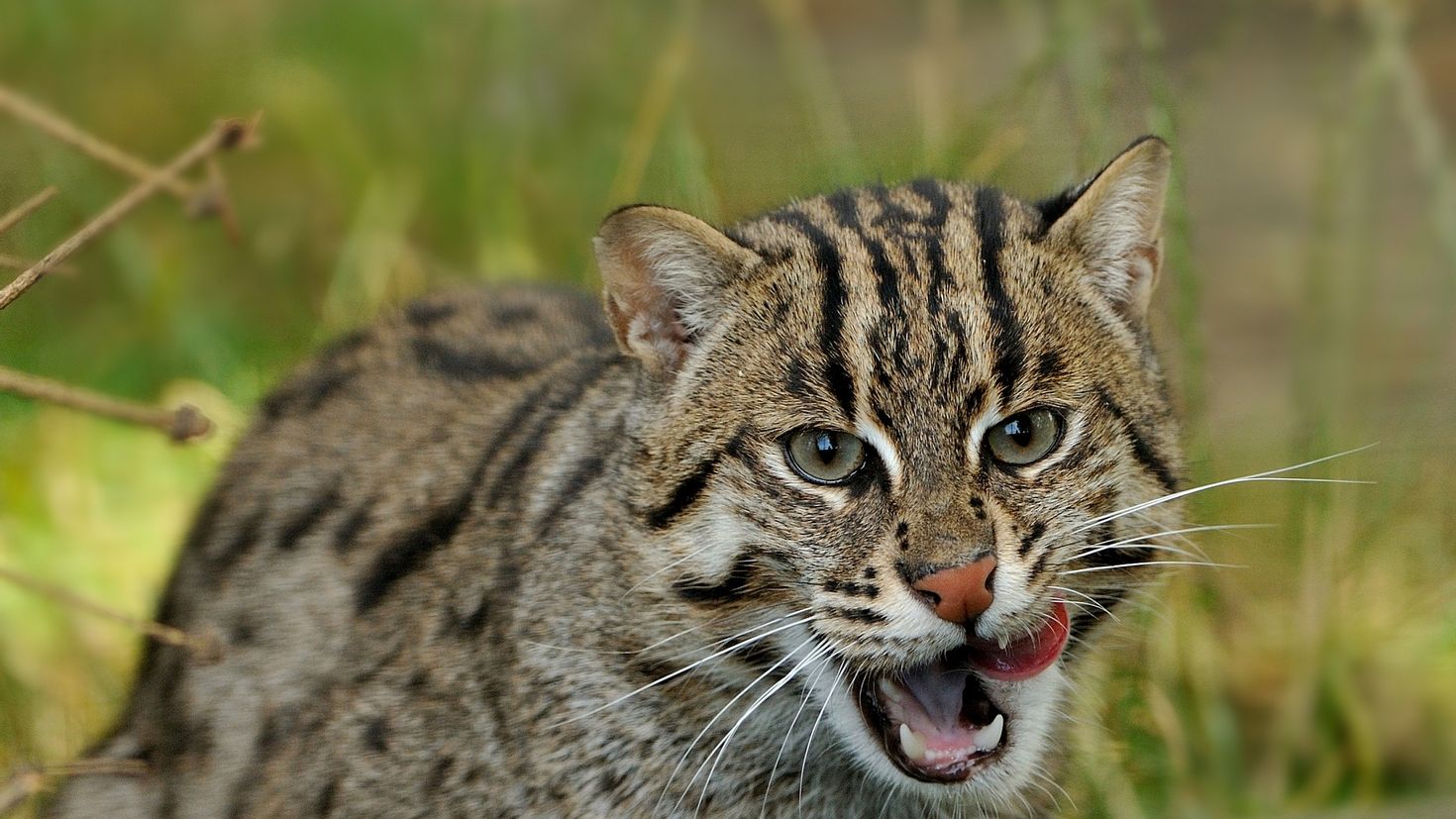 Wild cat in nature