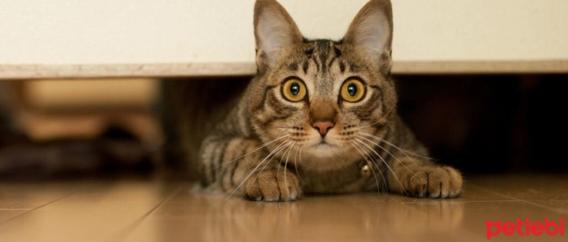 Ways to Increase Cats' Self-Confidence