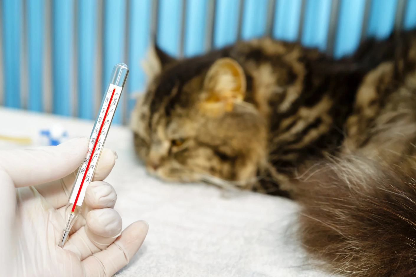 Sick cat sleeping in the background