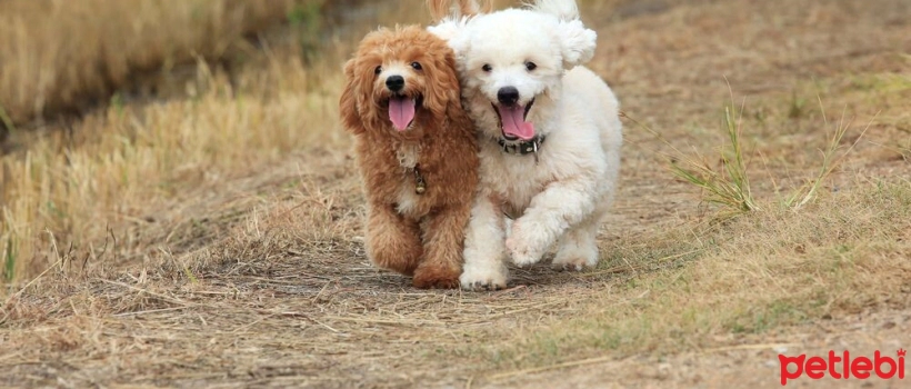 Dog Breeds Suitable for People with Dog Allergies