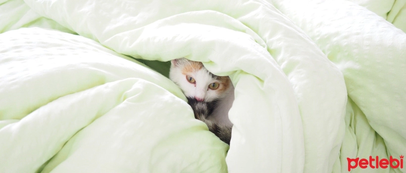 Why Do Cats Urinate on the Bed?